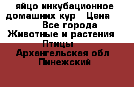 яйцо инкубационное домашних кур › Цена ­ 25 - Все города Животные и растения » Птицы   . Архангельская обл.,Пинежский 